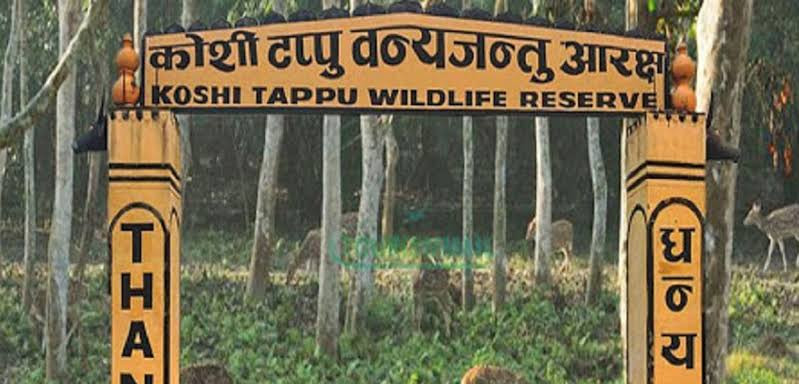 अर्ना र चराचुरुङ्गीले परिचित कोशी टप्पु, पर्यटकका रोजाइमा